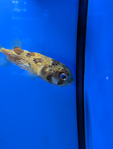 Pet Store «Coral Reef Pet Center», reviews and photos, 7723 W Lawrence Ave, Norridge, IL 60706, USA