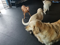 The Dog Spot - Photo 2 - Car repair in Everett, WA, Marysville