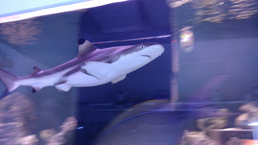 Tropical Fish Store «Richmond Aquarium», reviews and photos, 3645 Speeks Dr, Midlothian, VA 23112, USA