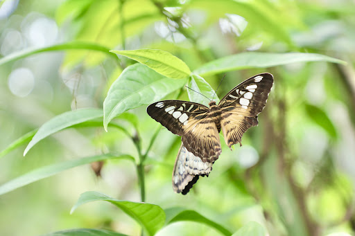 Natural History Museum «Florida Museum of Natural History», reviews and photos, 3215 Hull Rd, Gainesville, FL 32611, USA