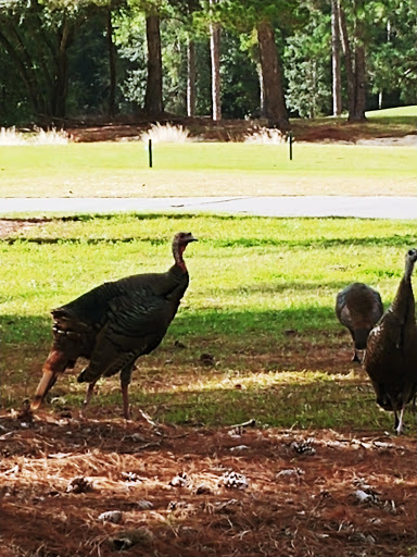 Golf Club «World Woods Golf Club», reviews and photos, 17590 Ponce De Leon Boulevard, Brooksville, FL 34614, USA