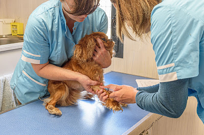 Clinique Vétérinaire Argos à Bannalec