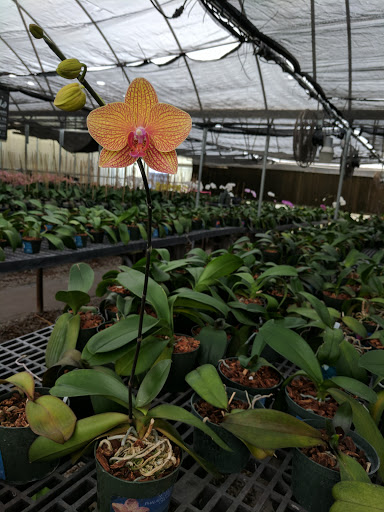 Florist «Dr Delphinium Flower & Orchid House», reviews and photos, 513 W Campbell Rd, Richardson, TX 75080, USA