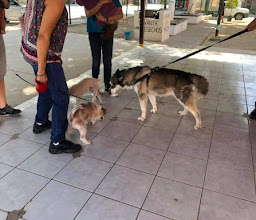 Parque para perros photo