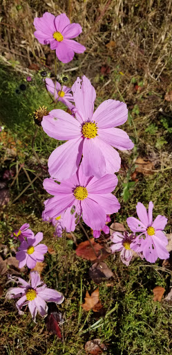 Railroad Company «Flower Farmer», reviews and photos, 2512 N Holly St, Canby, OR 97013, USA