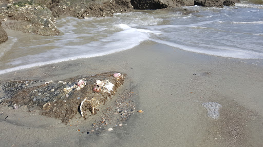 Museum «Tybee Island Light Station And Museum», reviews and photos, 30 Meddin Dr, Tybee Island, GA 31328, USA