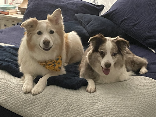 Davis Lake Animal Hospital image