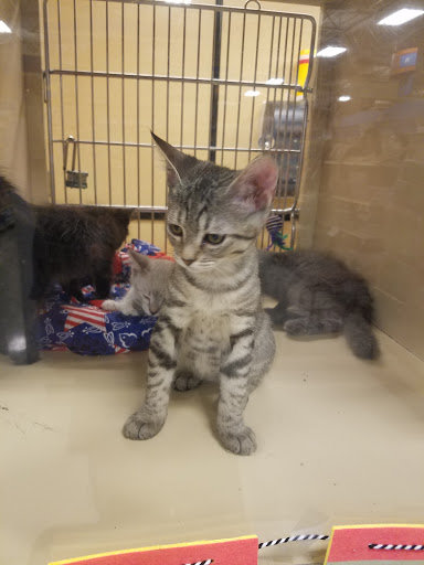 Pet Supply Store «PetSmart», reviews and photos, 11835 Retail Dr, Wake Forest, NC 27587, USA