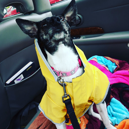 Pet Supply Store «Petco Animal Supplies», reviews and photos, 7215 170th Ave NE #115, Redmond, WA 98052, USA