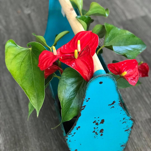 Florist «Plumeria Botanical Boutique», reviews and photos, 1364 W Michigan Ave, Battle Creek, MI 49037, USA