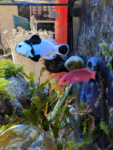 Pet Store «Mandarin SeaLife», reviews and photos, 9633 Old St Augustine Rd #2, Jacksonville, FL 32257, USA