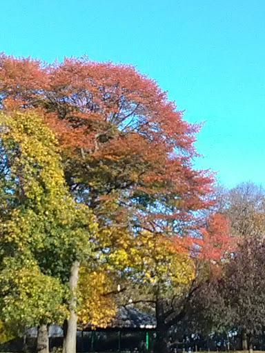 Park «Claremont Park», reviews and photos, Clay Ave & E. 170 St, Bronx, NY 10457, USA