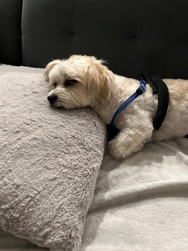 Pet Store «DipidyDawg Gourmet Dog Bakery & Boutique», reviews and photos, 21301 S Tamiami Trail Suite 430, Estero, FL 33928, USA