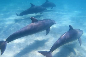 Shell Island Dolphin Tours image