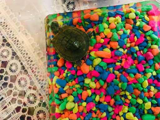 Pet Supply Store «Petland Discounts - Flatbush Ave.», reviews and photos, 968 Flatbush Ave, Brooklyn, NY 11226, USA