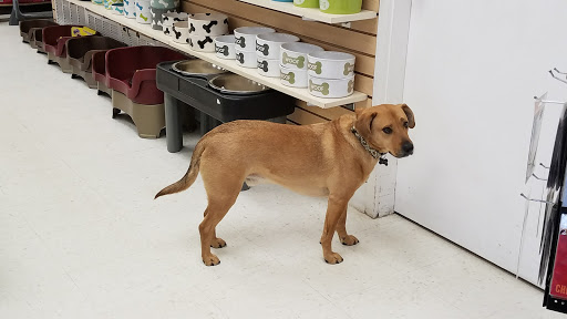 Pet Supply Store «Four Your Paws Only», reviews and photos, 1821 White Mountain Hwy, North Conway, NH 03860, USA