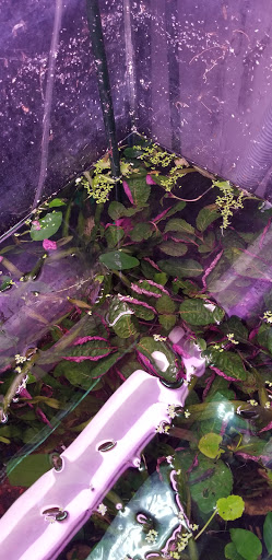 Pet Supply Store «New Lucky Fish Aquarium & Pet Supply», reviews and photos, 4818 8th Ave, Brooklyn, NY 11220, USA