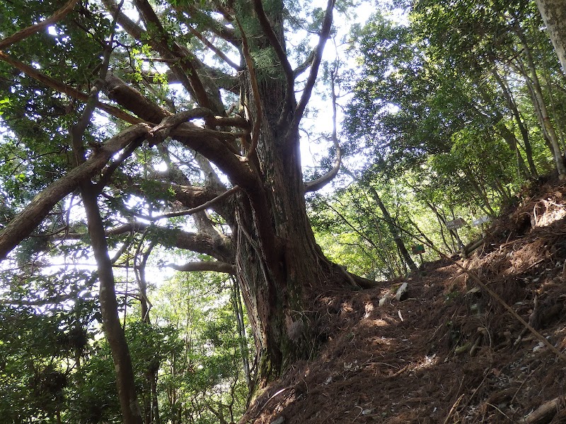 段ノ谷山 天然杉群