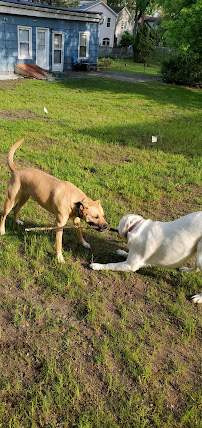 Barkley love and care - Photo 2 - Car repair in , Paterson
