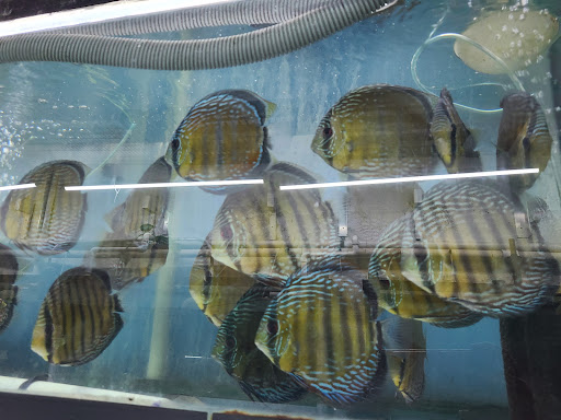 Tropical Fish Store «Jack Wattley Discus», reviews and photos, 6944 NE 4th Ave, Miami, FL 33138, USA