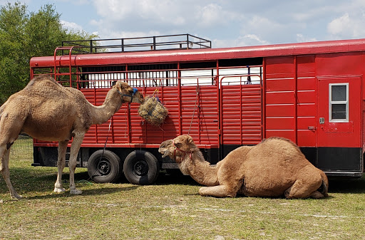 Event Venue «Southeastern Livestock Pavilion», reviews and photos, 2232 NE Jacksonville Rd, Ocala, FL 34470, USA