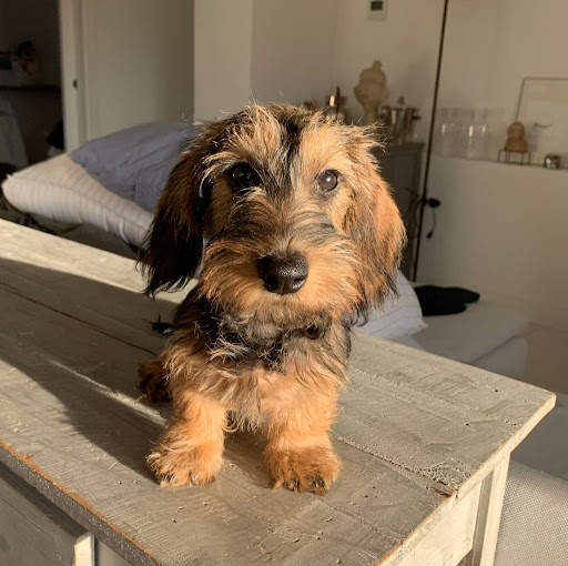 Clínica Veterinaria Castalia en Castellón de la Plana