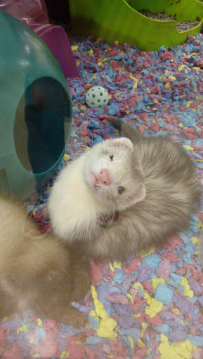 Pet Supply Store «Petco Animal Supplies», reviews and photos, 240 Upland Square Dr, Stowe, PA 19464, USA