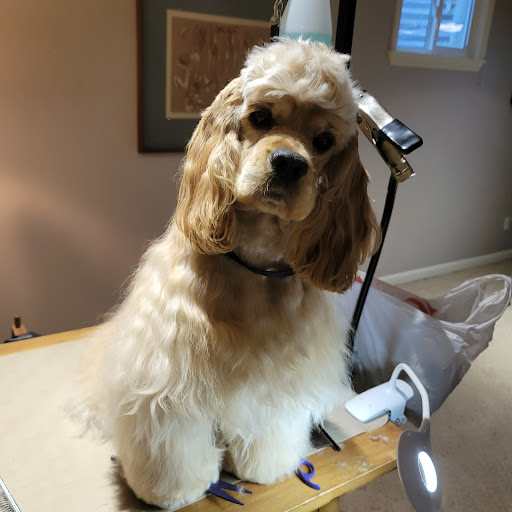 Cambridge Animal Hospital image