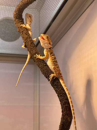 Pet Supply Store «Pet Supermarket», reviews and photos, 3821 S Cobb Dr, Smyrna, GA 30080, USA