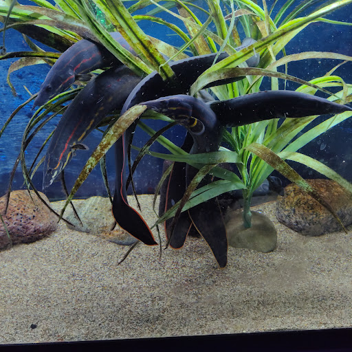 Tropical Fish Store «Tropi-Quatics Pet Center», reviews and photos, 337 S Main St, Lombard, IL 60148, USA