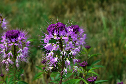 Park «South Platte Park and Carson Nature Center», reviews and photos, 3000 W Carson Dr, Littleton, CO 80120, USA