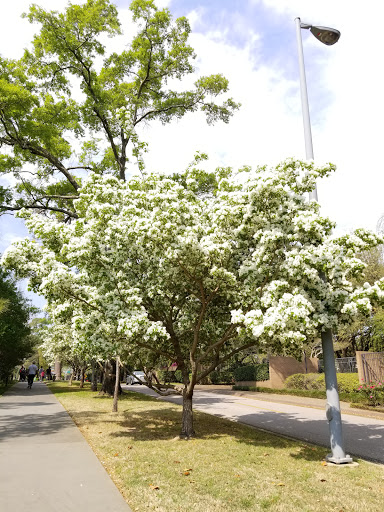 Art Museum «Bayou Bend Collection and Gardens», reviews and photos, 6003 Memorial Dr, Houston, TX 77265, USA