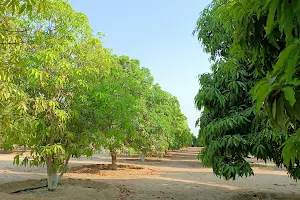 Mango orchard umluj image