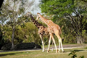 Samburu Giraffe Feeding Station image