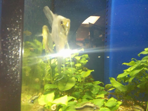 Pet Store «Olathe Pet Shop», reviews and photos, 16651 151st St, Olathe, KS 66062, USA