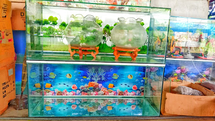 Fajri Cichlid Aquarium
