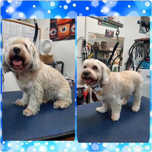 Pet Supply Store «Adogable PET SERVICES», reviews and photos, 4884 Sun City Center Blvd, Sun City Center, FL 33573, USA