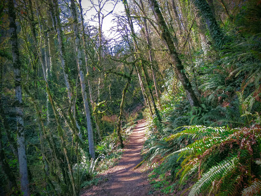 Linnton Loop Hike Trailhead