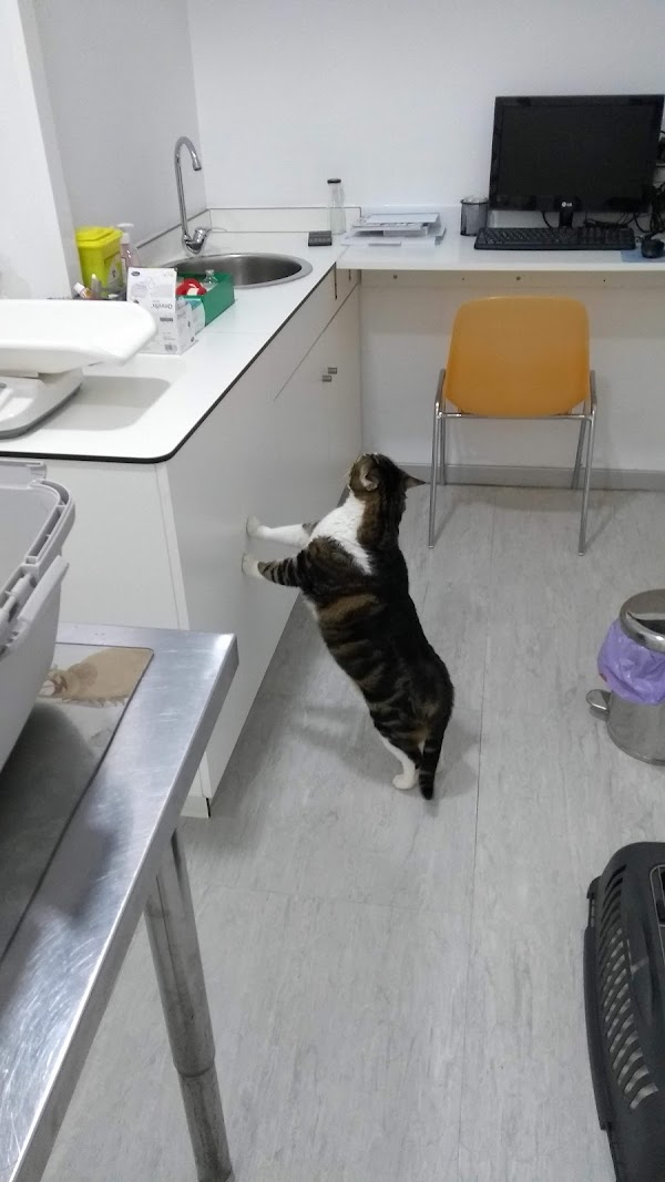 CLÍNICA VETERINARIA 20 ABRIL