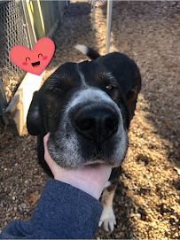 Redwind Pet Resort - Photo 8 - Car repair in Norman, OK, Norman