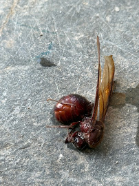 Colco Pest And Weed Control - Photo 7 - Car repair in McAllen, TX, McAllen