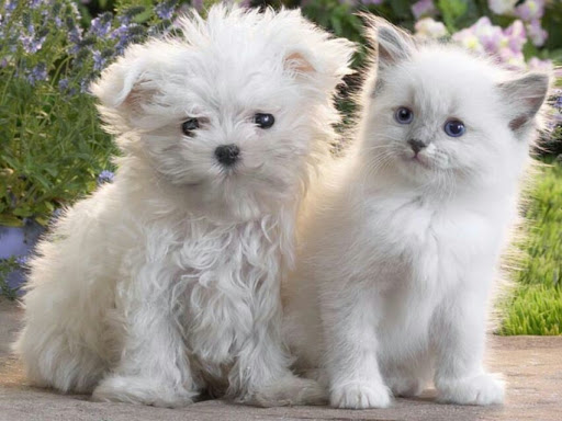 Used Car Dealer «Any Car USA», reviews and photos, 2510 Merchant Ave, Odessa, FL 33556, USA