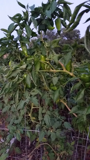 Social Services Organization «Round Rock Area Serving Center», reviews and photos