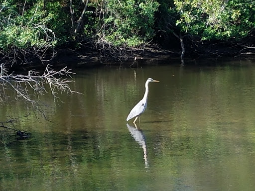 Golf Club «Apollo Beach Golf Club», reviews and photos, 801 Golf and Sea Blvd, Apollo Beach, FL 33572, USA