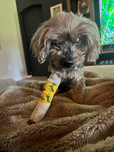 Animal Medical Clinic Indialantic