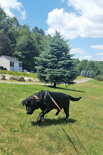 The Dapper Dog - Photo 7 - Car repair in Bethlehem, CT, Waterbury