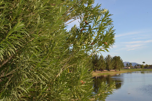 Golf Course «Greenfield Lakes Golf Course», reviews and photos, 2484 E Warner Rd, Gilbert, AZ 85296, USA