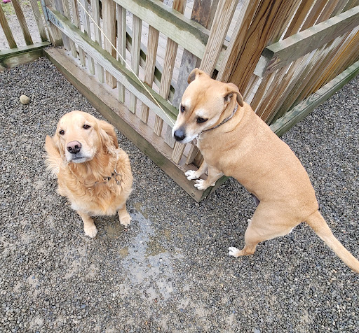 Photo of Keuka Pet Resort Boarding Kennel & Daycare