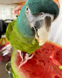 Bonka Bird Toys - Photo 9 - Car repair in Fort Lauderdale, FL, Fort Lauderdale