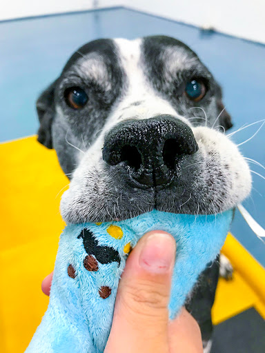 24 Hour Dog Daycare image